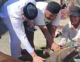 Berbagi Kebahagiaan Kepada Sesama, Hermanto Kurban Dua Ekor Sapi