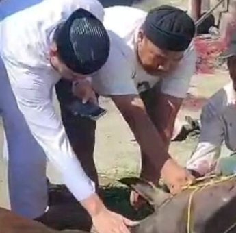 Berbagi Kebahagiaan Kepada Sesama, Hermanto Kurban Dua Ekor Sapi