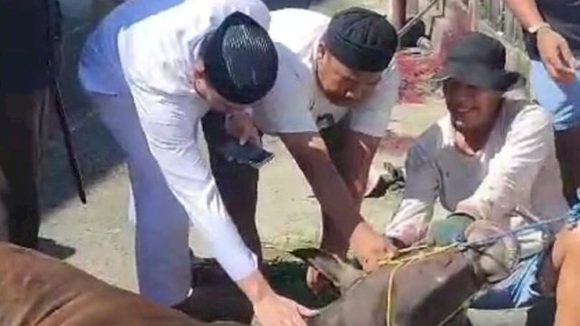 Berbagi Kebahagiaan Kepada Sesama, Hermanto Kurban Dua Ekor Sapi