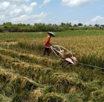 Desa Cipari Makmur Berkomitmen Wujudkan Kemandirian Pangan Desa dan Dukung IKN