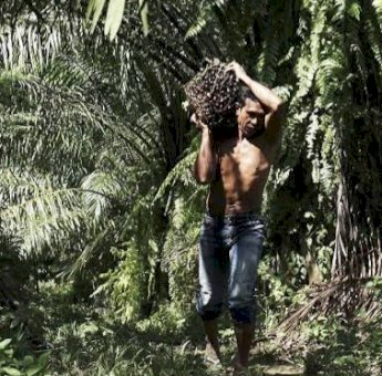 Lebak Mantan Manfaatkan Kelapa Sawit untuk Dongkrak Ekonomi Desa