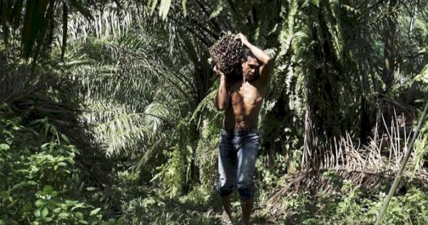 Lebak Mantan Manfaatkan Kelapa Sawit untuk Dongkrak Ekonomi Desa