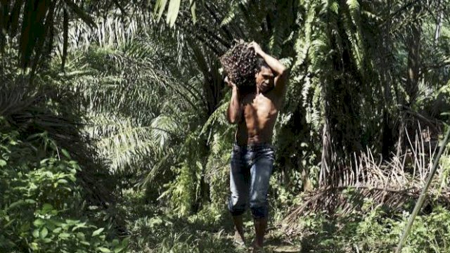 Kebun Kelapa Sawit di Desa Lebak Mantan, Kutai Kartanegara. (Istimewa)