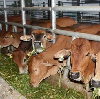 Sapi Gemuk Lebak Mantan, Pendongkrak PADes dan Peluang Ekonomi Desa