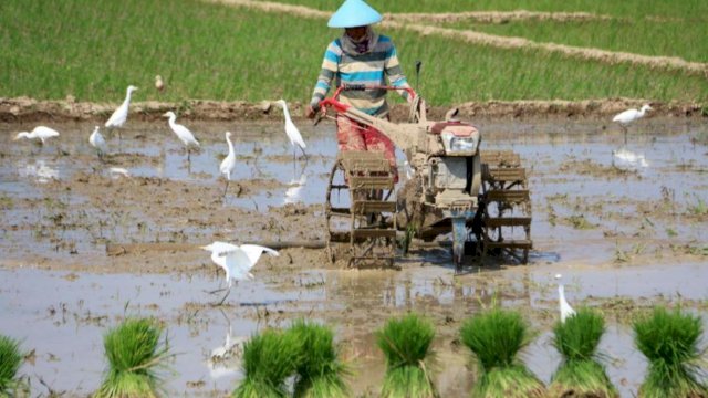 Sektor pertanian di Kukar bisa maksimal berkembang. (Istimewa)