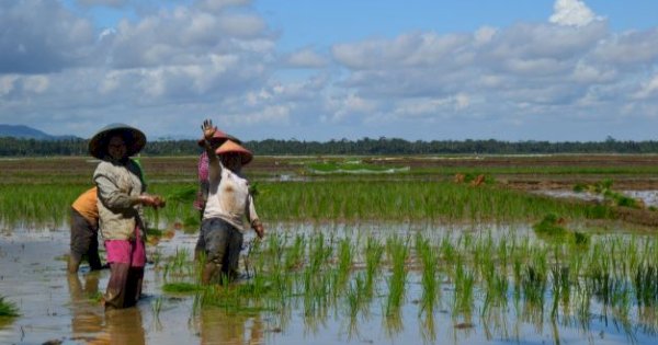 Lumbung Inovasi Agrikultur 5A dari Kecamatan Muara Kaman