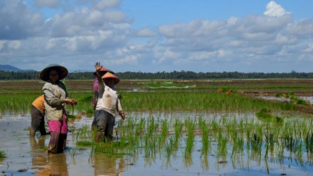 Potret Petani di Kutai Kartanegara saat menanam padi. (dok. Kontributor)