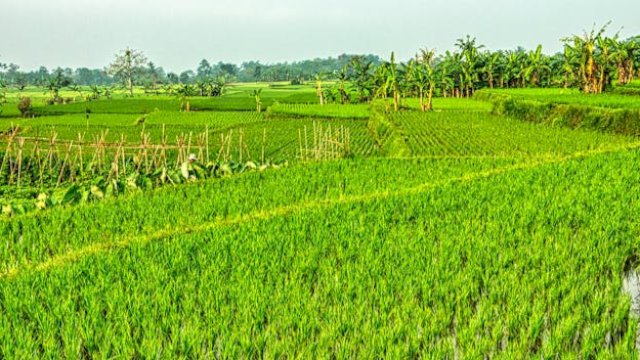 Ilustrasi lahan pertanian yang digarap maksimal bakal berikan hasil melimpah. (Istimewa)