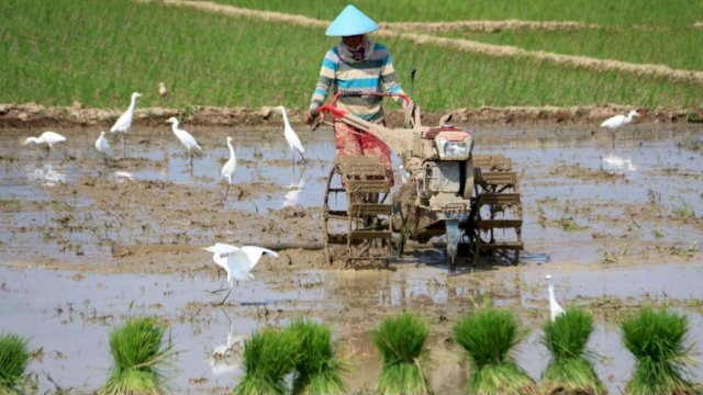 Ilustrasi lahan sawah yang digarap petani. (Istimewa)