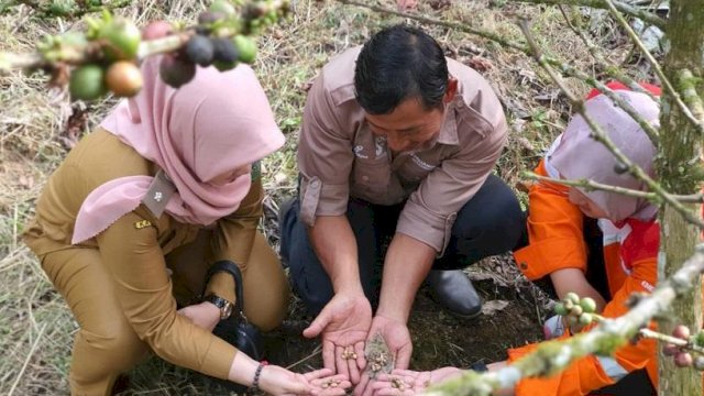 Kopi Luwak Kutai Kartanegara. (Istimewa)