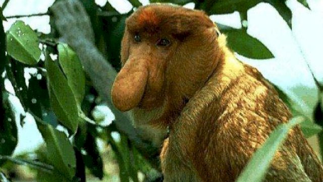 File written by Adobe Photoshop? 4.0