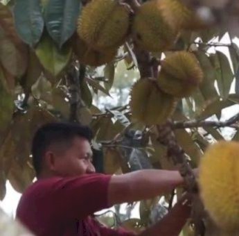 Dewi Belai Desa Batuah, Ikon Baru Pariwisata Kukar