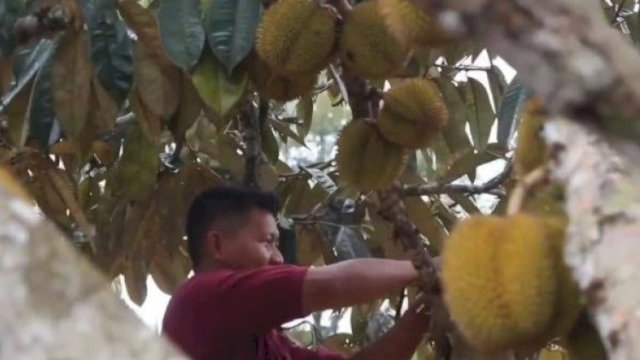 Perkebunan Buah Elai di Desa Batuah, Kutai Kartanegara. (Istimewa)