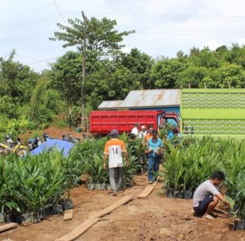 Ribuan Bibit Sawit di Loleng, Bukti Komitmen Pemdes Bangkitkan Ekonomi Petani
