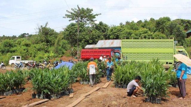 Bantuan 1000 bibit sawit Desa Loleng, Kutai Kartanegara. (Istimewa)