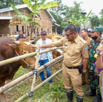 Program Kampung Sapi Pemerintahan Andi Utta-Edy Manaf sudah Reproduksi 10 Ribu Ekor Sapi Potong
