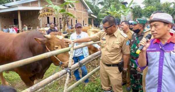 Program Kampung Sapi Pemerintahan Andi Utta-Edy Manaf sudah Reproduksi 10 Ribu Ekor Sapi Potong