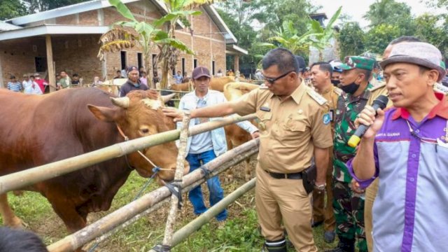 Bupati Bulukumba Andi Muchtar Ali Yusuf meninjau Program Kampung Sapi. [Foto: IST]