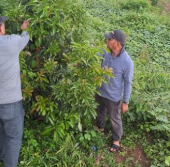 Jelang Debat Pilkada Bulukumba 2024, Andi Utta Bersantai Ajari Masyarakat Berkebun