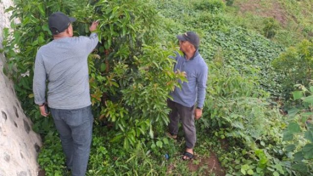 Calon Bupati Bulukumba 2024 (petahana) Andi Muchtar Ali Yusuf bersama Ketua Tim Pemenangan Harapan Baru Jilid 2, H Patudangi Azis saat merawat salah satu pohon alpukat. [FOTO: IST]
