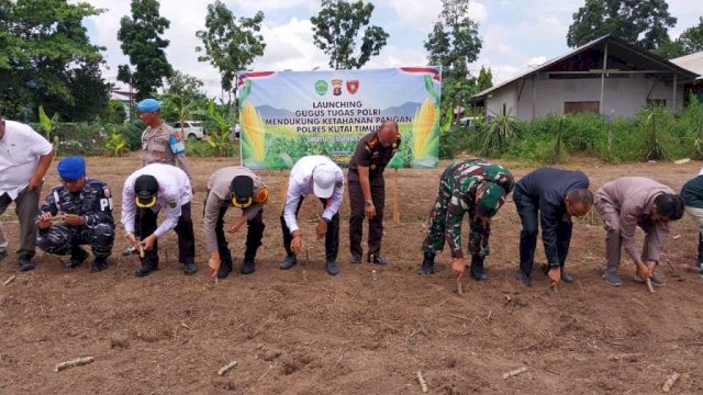 Penanaman bibit singkong secara simbolis oleh Forkopimda Kutai Timur, sebagai bentuk mendukung gerakan Kemandirian Pangan Nasional, Rabu (20/11/2024).
