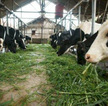 Sektor Peternakan Sumbang Rp4,4 Miliar Terhadap PDRB Sulsel