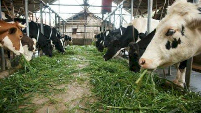 Ilustrasi sektor peternakan terhadap PDRB di Sulawesi Selatan. 