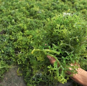 Tiga Komoditas Dominasi Kredit Perikanan Sulsel, Rumput Laut Hingga Air Payau