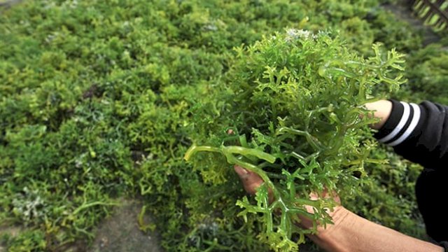 Nilai hingga produksi rumput laut di Sulawesi Selatan mengalami peningkatan secara tahunan. (Dok. Int)
