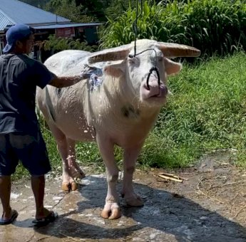 Tedong Bonga Toraja Masuk Kekayaan Intelektual Komunal SDG