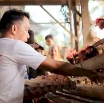 Dorong Pertumbuhan Sektor Peternakan, Syaharuddin Alrif Kunjungi Peternakan Ayam di Allakuang dan Tanete