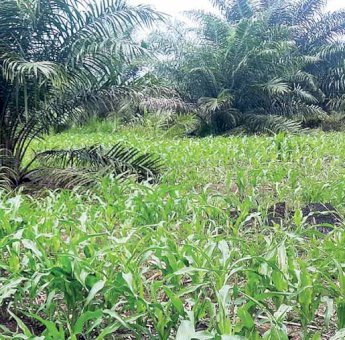 Desa Embalut, Kukar Sulap Lahan Bekas Tambang Jadi Sentra Budidaya Jagung
