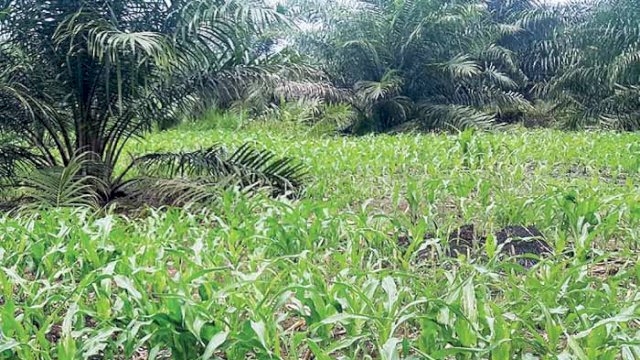 Ilustrasi ladang jagung.
