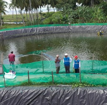 Tambak Udang di Sulawesi Barat Hemat Biaya Operasional 70 Persen Berkat Listrik Hijau PLN