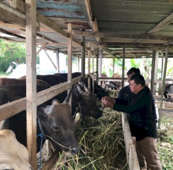5 Titik Pemeriksaan Hewan Kurban Disiapkan di Tenggarong, Pemkab Kukar Pastikan Kurban Aman dan Sehat