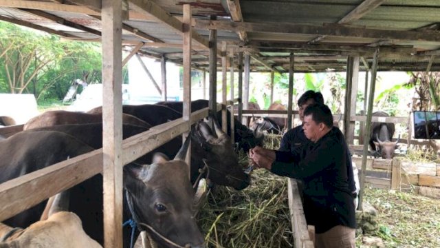 Kabid Peternakan dan Kesehatan Hewan Distanak Kukar, Gazali Rahman saat mengecek Kesehatan hewan [Foto.Redaksi/Republiknews.co.id]