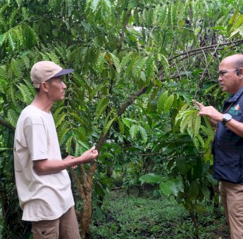 Harapan Baru di Bawah Menara PLN, Petani Banggai Kembangkan Usaha Kopi Batui