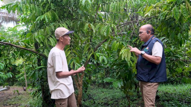 General Manager PLN Unit Induk Pembangunan Sulawesi, Wisnu Kuntjoro Adi (kanan) saat melihat langsung pengembangan usaha kopi kelompok tani di Desa Nonong, Kecamatan Batui, Kabupaten Banggai, kemarin. (Dok. Humas PLN UIP Sulawesi) 
