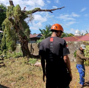 DLH dan BPBD Sigap Evakuasi Pohon Rawan Tumbang di Sekretariat PWI Parepare