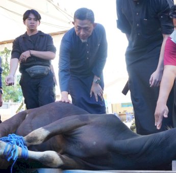 Hari Raya Idul Adha 1446 H, PLN UID Sulselrabar Bagikan 80 Ekor Hewan Kurban