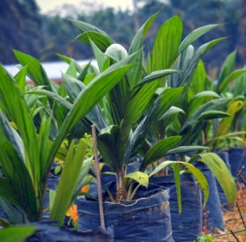 Disbun Kukar Lawan Bibit Sawit Ilegal Lewat UPT dan Edukasi Petani