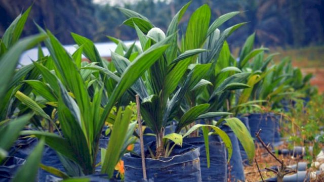 Ilustrasi Bibit Sawit. (Istimewa)