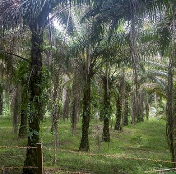 Sawit Jadi Tulang Punggung Ekonomi Kembang Janggut, Petani Mandiri Kian Tumbuh