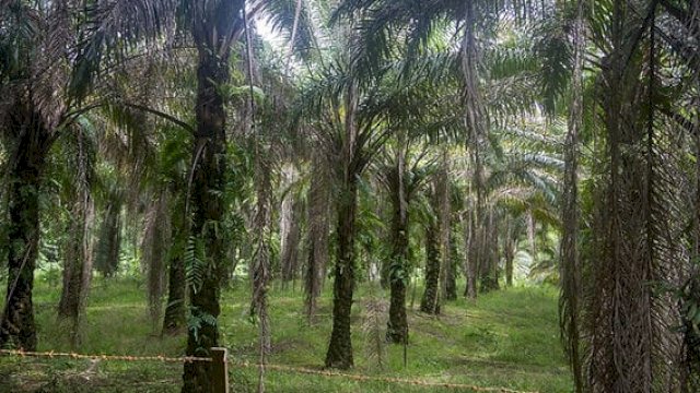 Lahan Sawit di kabupaten Kukar. (Istimewa)