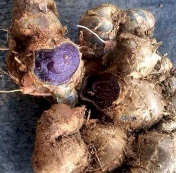 Purwajaya Serius Kembangkan Kunyit Hitam Jadi Komoditas Herbal Nasional