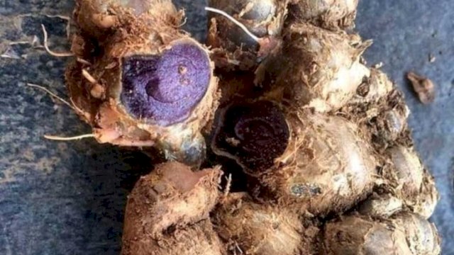 Kunyit Hitam. (Istimewa)