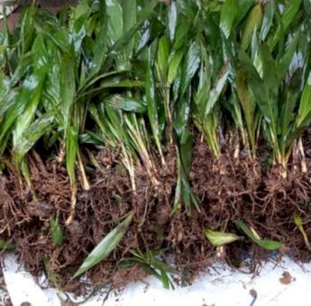 Desa Teluk Dalam Kembangkan Perkebunan Sawit dan Zona Ekonomi Baru Desa