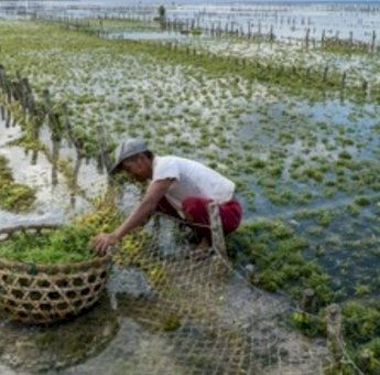 Pabrik Rumput Laut di Desa Muara Badak Ulu Siap Beroperasi, Warga Antusias Sambut Peluang Ekonomi Baru