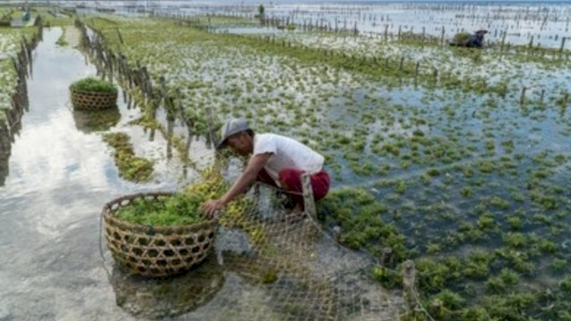 Ilustrasi petani rumput laut. (IST)