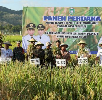 Wali Kota Parepare Tasming Hamid Pimpin Panen Perdana Benih Padi, Dorong Kota Jadi Sentra Penghasil Benih